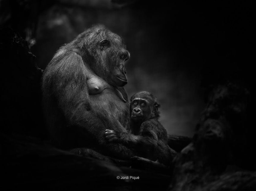 “A Mothers Love” Gorilla Mom & Baby at The Phoenix Collection