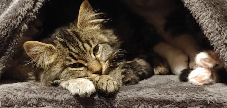 How Good Is a Cat’s Memory ~ Article